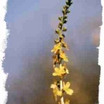 Agrimony