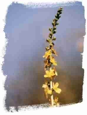 Agrimony