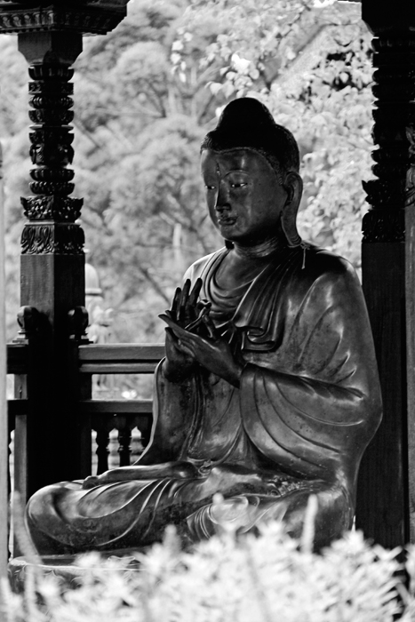 Buddha8web