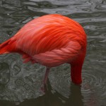 Flamingo  klein