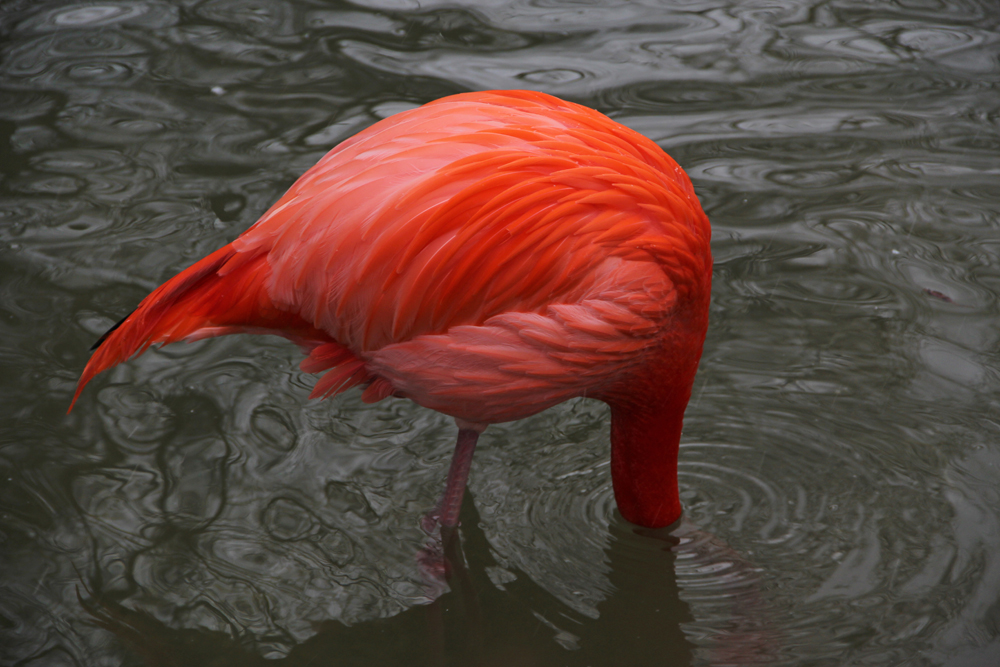 Flamingo  klein