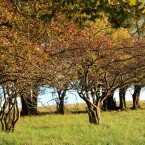 Obstbaum-web