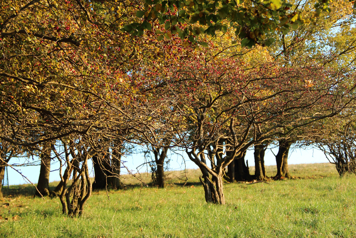 Obstbaum-web