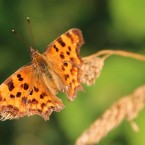 Schmetterling-1-web