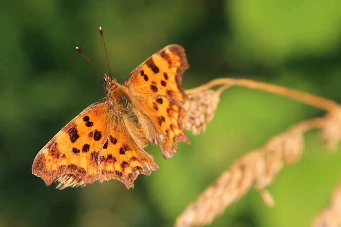 Schmetterling-1-web