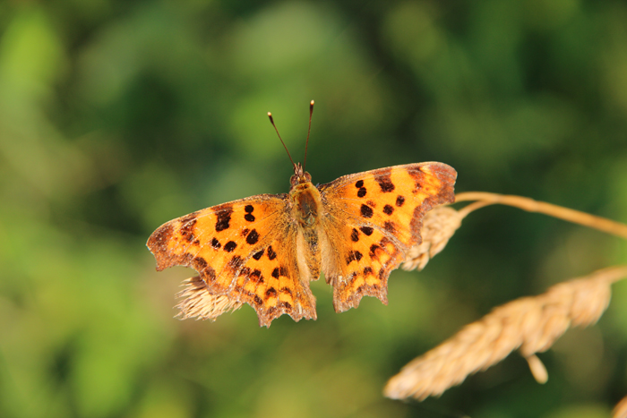 Schmetterling-2-web