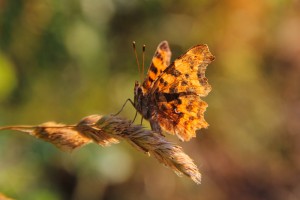 Schmetterling-3-web