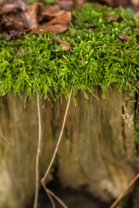 Wald-1-web