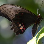 Tropenschmetterling-10a-web