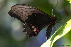 Tropenschmetterling-10a-web