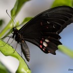 Tropenschmetterling-11a-web