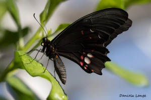 Tropenschmetterling-11a-web