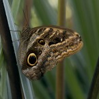 Tropenschmetterling-12a-web