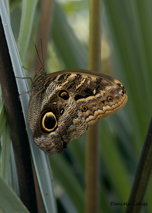 Tropenschmetterling-12a-web