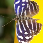 Tropenschmetterling-13a-web