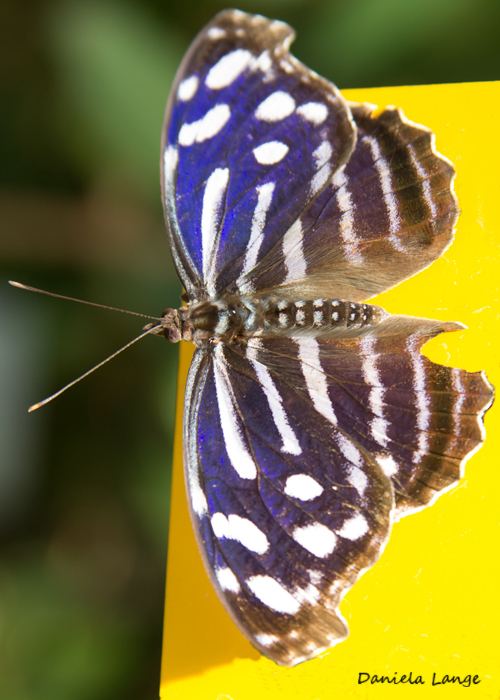 Tropenschmetterling-13a-web