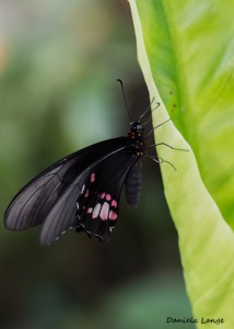 Tropenschmetterling-14a-web