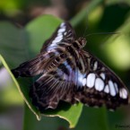 Tropenschmetterling-15a-web