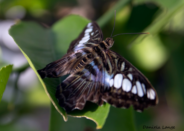 Tropenschmetterling-15a-web