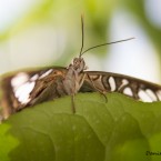 Tropenschmetterling-16a-web