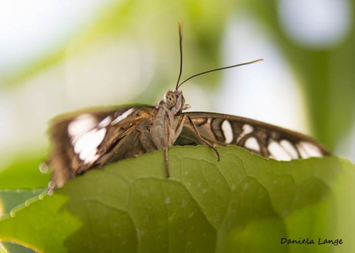 Tropenschmetterling-16a-web