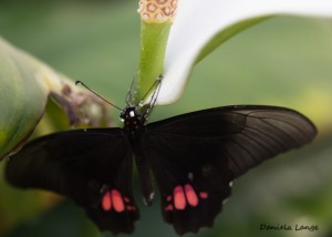 Tropenschmetterling-17a-web