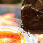 Tropenschmetterling-19a-web