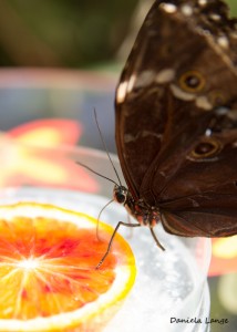 Tropenschmetterling-19a-web