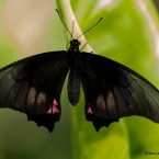 Tropenschmetterling-1a-web