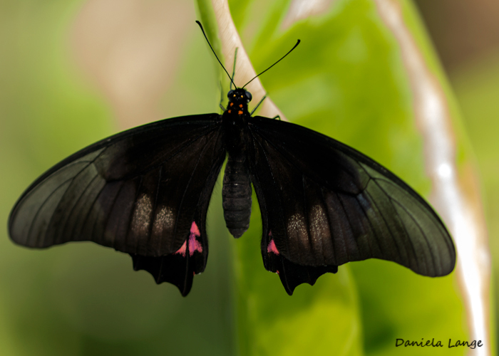 Tropenschmetterling-1a-web