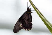 Schmetterling