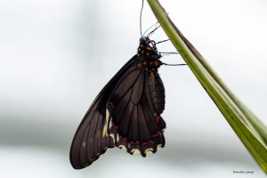 Tropenschmetterling-20a-web