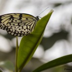 Tropenschmetterling 21a web