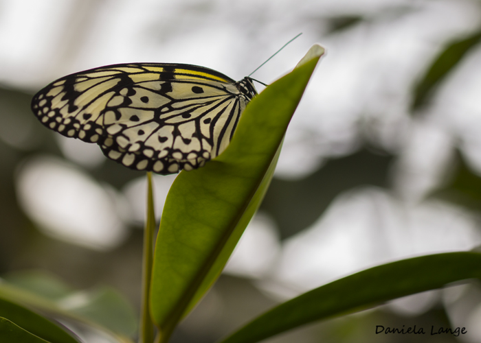 Tropenschmetterling 21a web