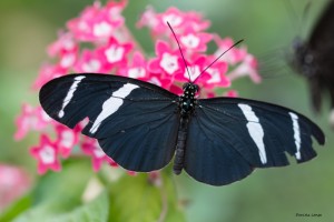 Tropenschmetterling-22a-web