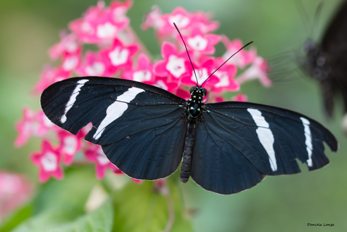 Tropenschmetterling-22a-web