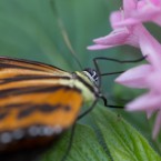 Tropenschmetterling-24a-web