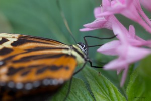 Tropenschmetterling-24a-web