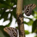 Tropenschmetterling-25a-web