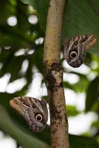 Tropenschmetterling-25a-web