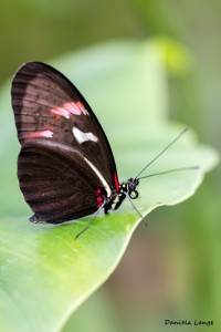 Tropenschmetterling-26a-web