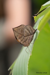 Tropenschmetterling-28a-web