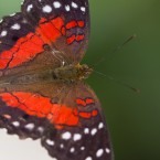 Tropenschmetterling-29a-web