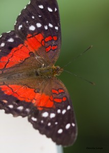 Tropenschmetterling-29a-web