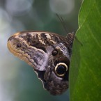 Tropenschmetterling-2a-web