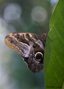 Tropenschmetterling-2a-web