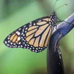 Tropenschmetterling-3a-web