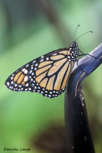 Tropenschmetterling-3a-web