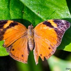 Tropenschmetterling-4a-web