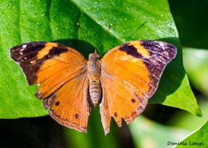 Tropenschmetterling-4a-web